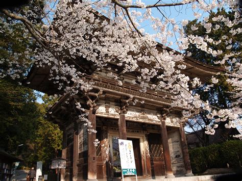 『三井寺（園城寺）大門の桜』大津滋賀県の旅行記・ブログ By ドクターキムルさん【フォートラベル】