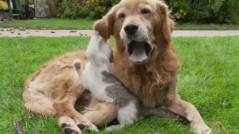 Animal Friendship GIF - Find & Share on GIPHY