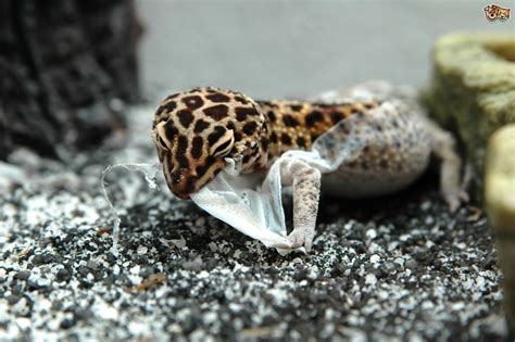 Leopard Gecko Shedding | Leopard Gecko Care Packet