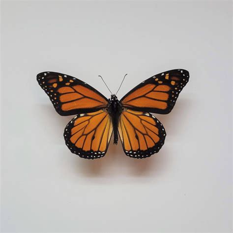 Monarch butterfly – Artofit