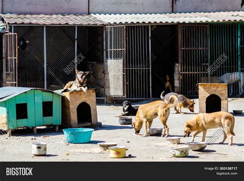 Stray Dogs Shelter. Image & Photo (Free Trial) | Bigstock