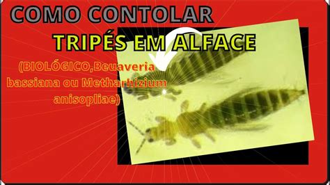 Como Controlar Trip S Em Alface Biol Gico Beuaveria Bassiana Ou