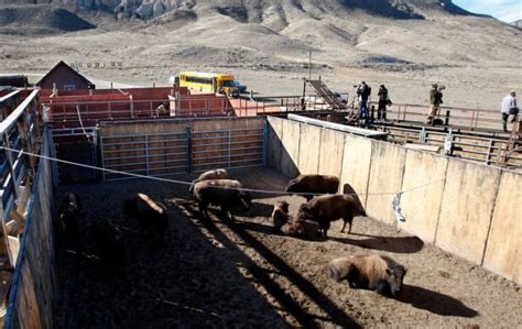 Yellowstone Bison Captured At Controversial Facility For Slaughter