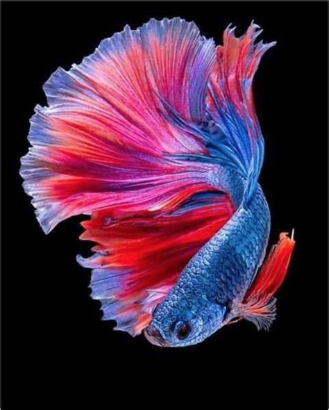 A Siamese Fish With Red Blue And Purple Colors On It S Tail