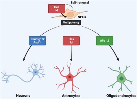 Figure 3 From The Bhlh Transcription Factors In Neural Development And