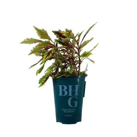 Better Homes And Gardens Live Sun Coleus Plants In Grower Pots