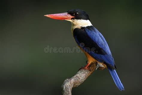 El P Jaro Azul De Exoticl Con La Cabeza Negra Y Las Cuentas Rojas