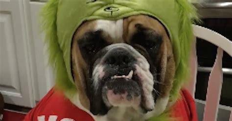 This Viral Video Of A Dog Dressed Up As The Grinch Will Instantly Make ...