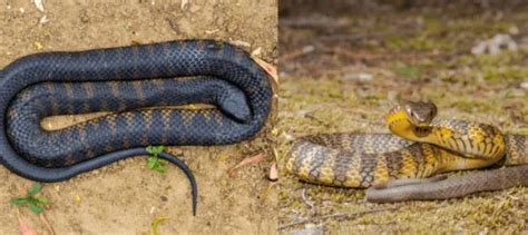 Snakes in Australia: Unveiling the 17 Fascinating Species