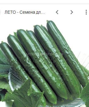 Купить семена почтой Минск