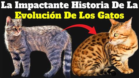 Historia Origen Y Evolución De Los Gatos Domésticos Youtube