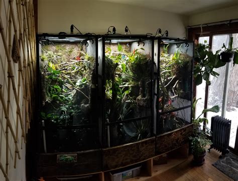 My Bioactive Chameleon Room Rchameleons