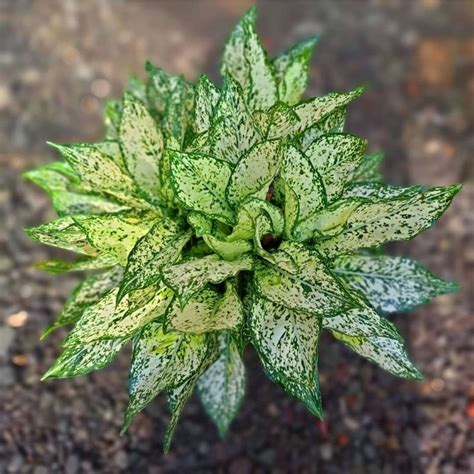 Jual Aglonema Snow White Remaja Tanaman Hias Bunga Aglaonema Snow