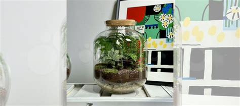 Флорариум с папоротниками и подсветкой jungle lux купить в Москве ...