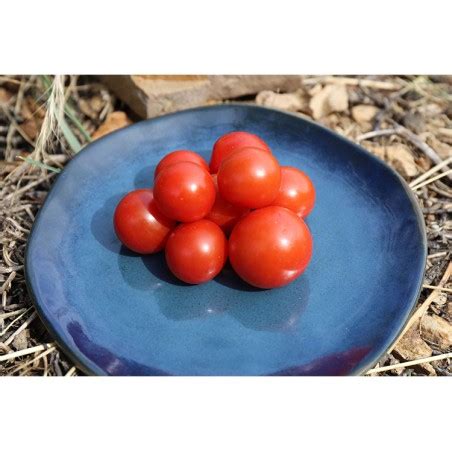 Tomate Cerise Miel Du Mexique Petit Fruit Rouge Et Rond