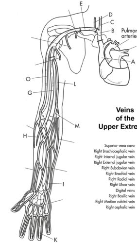 Veins Of The Upper Extremity Flashcards Quizlet