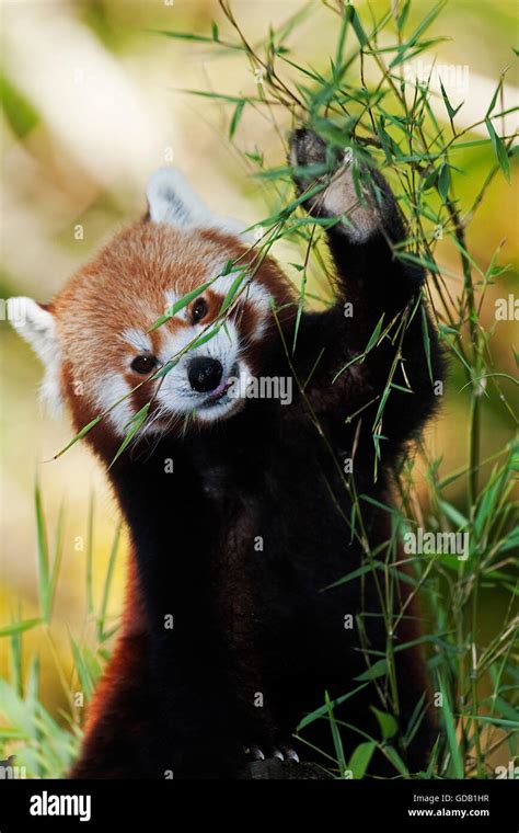 Red Panda Eating Bamboo Stock Photos & Red Panda Eating Bamboo Stock Images - Alamy