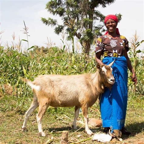 Ten Reasons Why We Work With Goats Latest News From Farm Africa