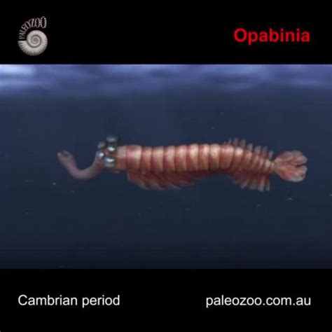 opabinia on Tumblr