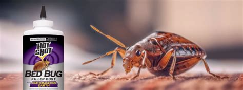 Veneno Para Las Chinches Cual Es El Mejor Insecticida