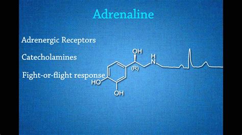 Biology - How does adrenaline work? - YouTube