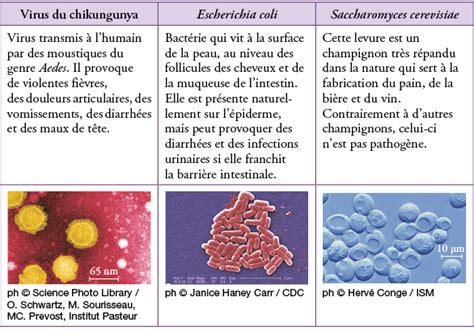 Les Micro Organismes Sciences Et Technologie Troisi Me Annale