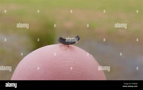 Mosquito eggs hi-res stock photography and images - Alamy