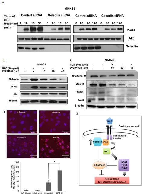 Gelsolin Mediates HGF Induced E Cadherin Downregulation Via PI3K Akt