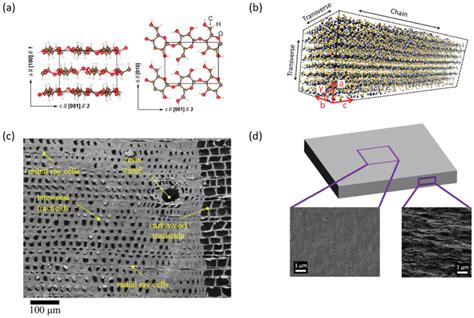 Crystalline Structure Of Cellulose And Morphology Of Wood‐ And