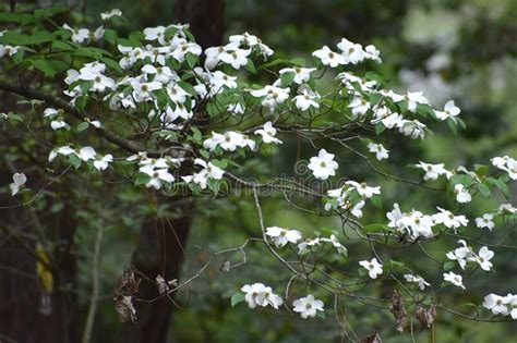 Dogwood Tree In Quitman Texas Stock Image Image Of White Tree 207284453