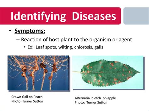 Ppt Pests And Diseases Powerpoint Presentation Id3982284 72d