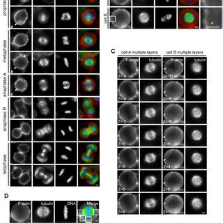 identification   ring   actin structure  mitosis