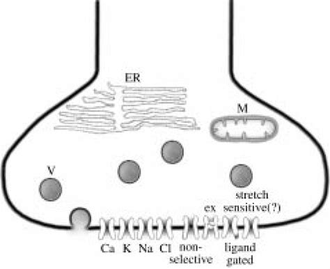 Schematic drawing of the presynaptic nerve terminal and di¡erent ...