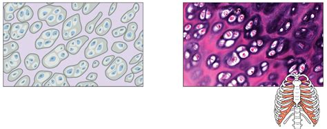 Hyaline Cartilage Diagram Diagram Quizlet