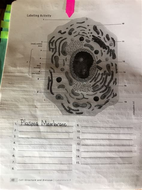Solved Laboratory 4 Cell Structure and Division | Chegg.com