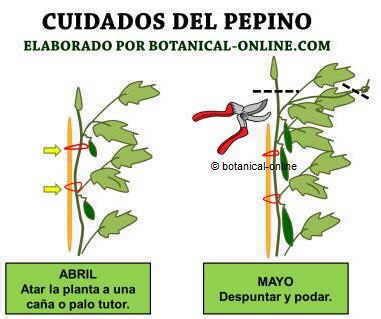 Cultivo Del Pepino Botanical Online