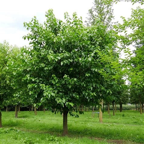 Дерен белый «Ivory Halo» - Cornus alba «Ivory Halo»