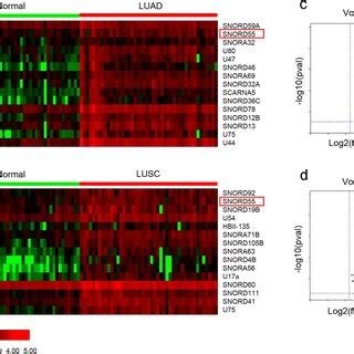 Screening Differential Small Nucleolar Rna Snorna From Database A