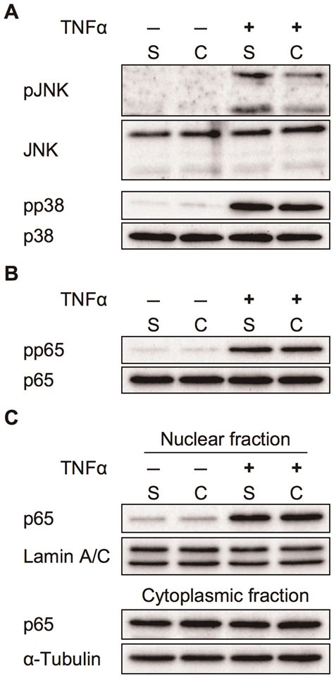 Effect Of Cell Density On Tnfa Induced Mapk And Nfkb Activation In