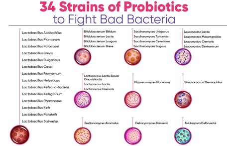 Buy Probiotics 100 Billion Cfu 60 Caps Wholesome Shelf Stable Probiotic