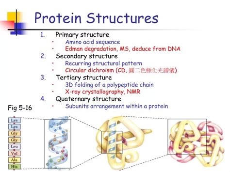 Ppt Protein Structures Powerpoint Presentation Free Download Id 4331964