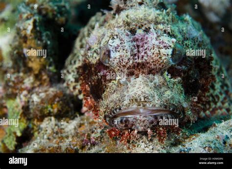 Fish camouflage hi-res stock photography and images - Alamy