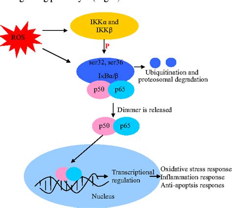 Oxidative Stress Signaling Pathway