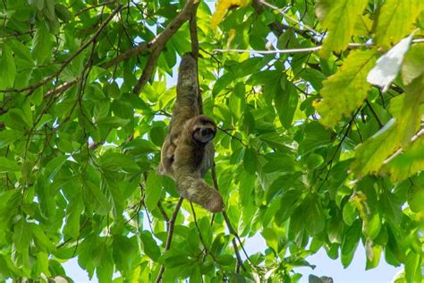 5 BEST Sloth Tours In La Fortuna Sloth Watching Trails