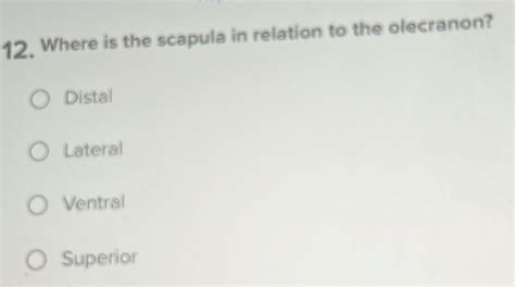 Solved 12 Where Is The Scapula In Relation To The Olecranon Distal