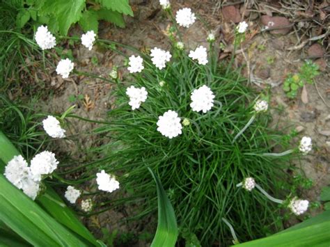 Sea Thrift Alba Seeds Certified Organic Garden Hoard Certified