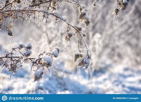 Frosted Dry Burdock Plant In Snow On The Winter Meadow Natural Outdoor