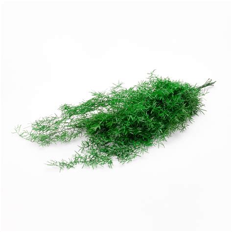 Preserved Sprengeri | Edenaria | Bulk green