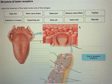 Solved Structure of taste receptors Label the features of | Chegg.com