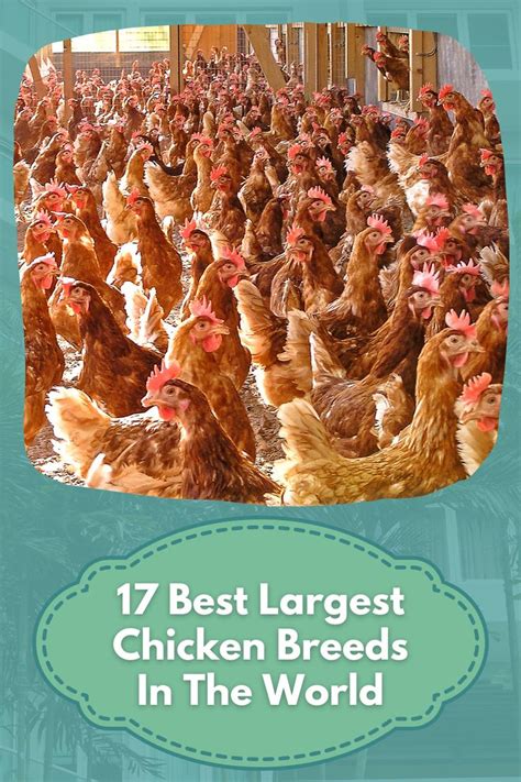 Largest Chicken Breed The Biggest Chicken Breeds In The World